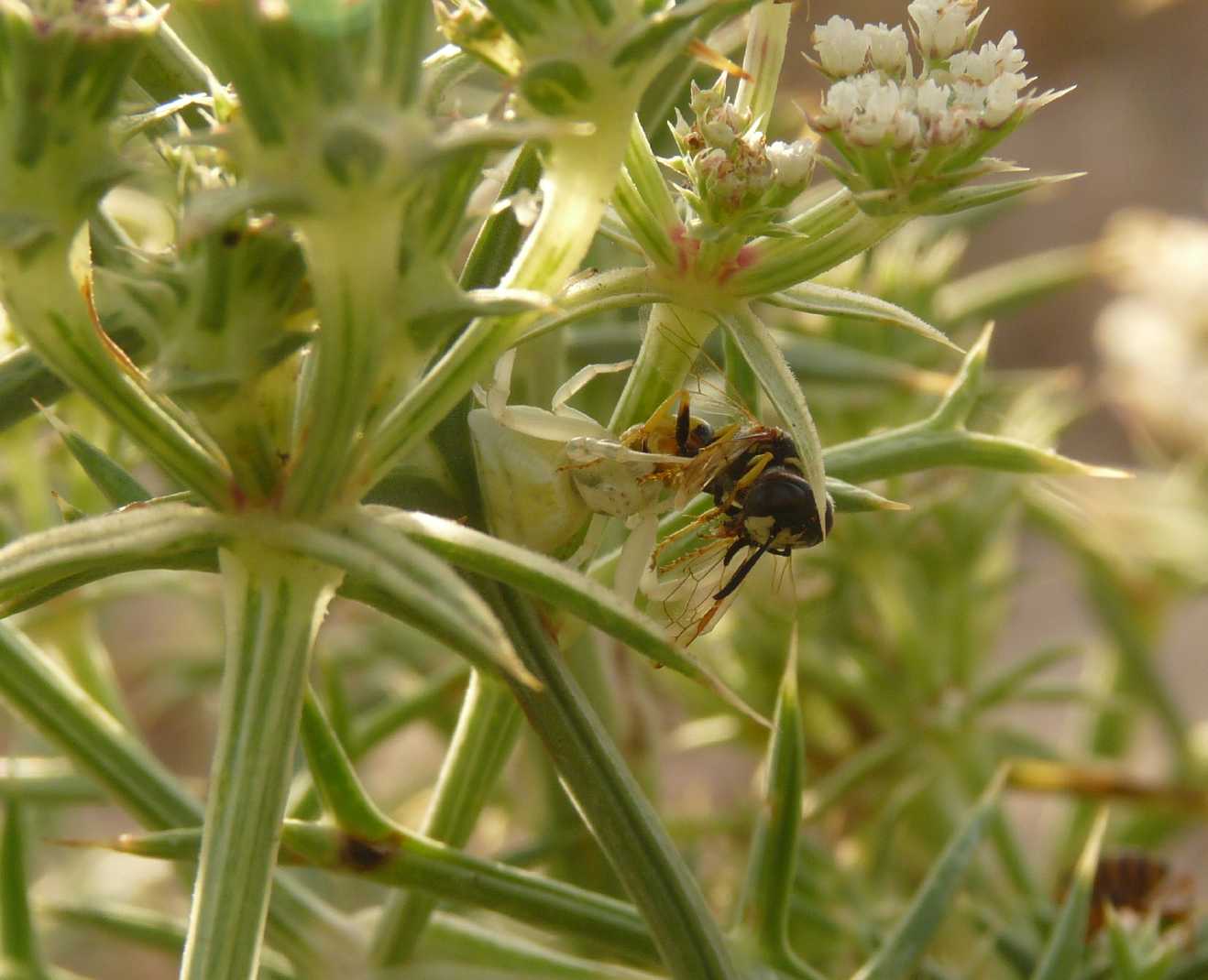 Imenotteri (Sphex, Bembix e Philanthus)catturati da Thomisus